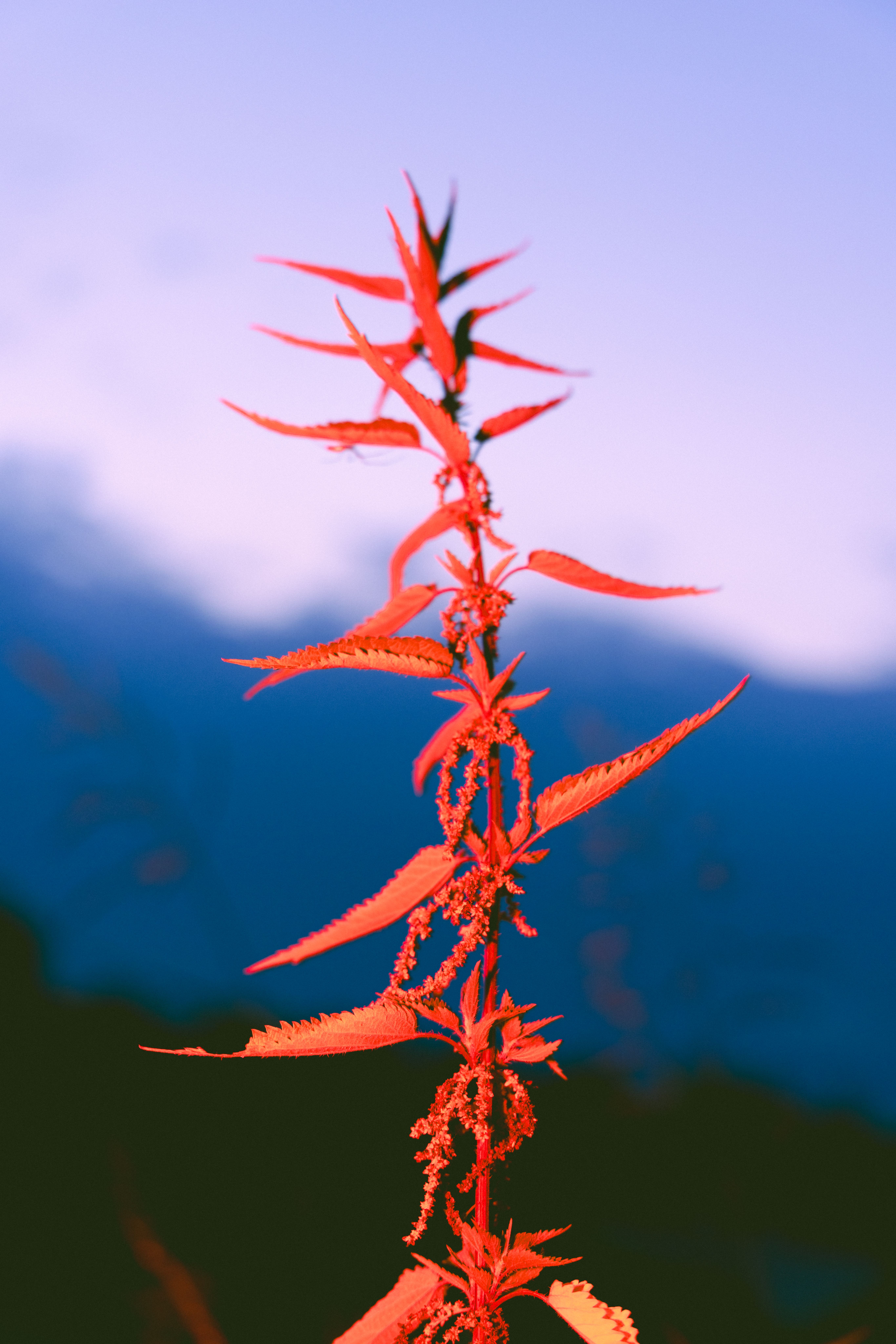 Ina Cenusa Fashion Editorial for Shot Magazine